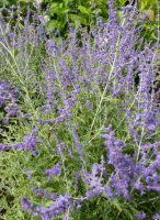 Perovskia Blue Spire