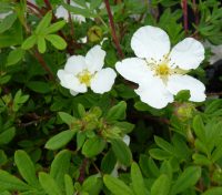 Potentilla abbotswood