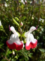 Salvia microphylla Hot Lips