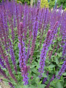 Salvia nemorosa Caradonna