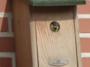 Vogelvriendelijke tuin (2)