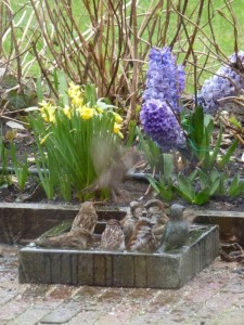 Vogelvriendelijke tuin