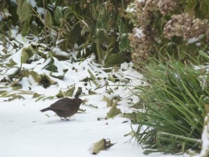 laat plantenresten liggen
