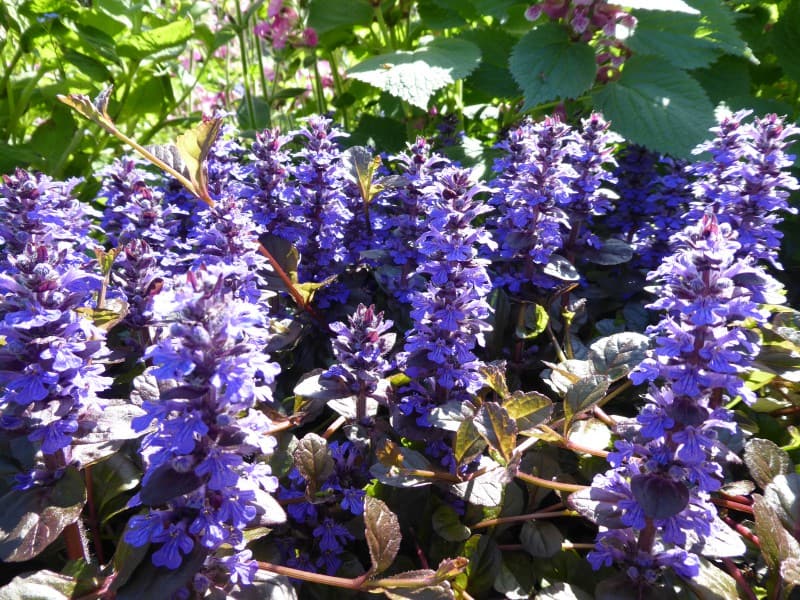 Ajuga Reptans Braunherz - Kruipend Zenegroen