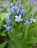 Amsonia Blue Ice Amsonia Blue Ice