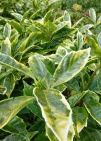 Aucuba japonica Sulphurea Marginata