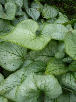 Brunnera macrophylla Looking Glass