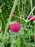 Cirsium rivulare Atropurpureum