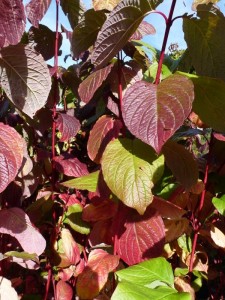 Cornus alba Sibirica