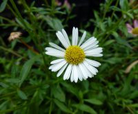 Erigeron Karvinskianus