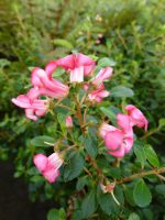 Escallonia Red Dream