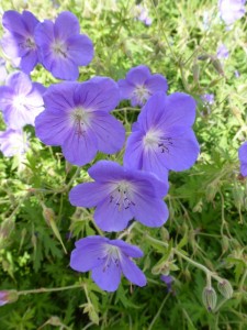 Geranium Brookside