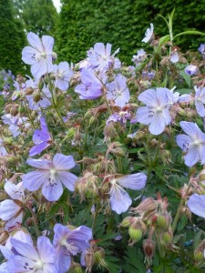 Geranium pratense Midnight Reiter