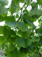 Ginkgo biloba Horizontalis