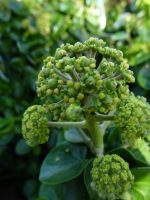 Hedera hibernica Arbori Compact Hedera hibernica Arbori Compact