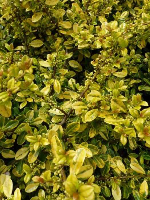 Ilex crenata Golden Gem