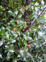 Ilex meserveae Blue Angel