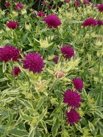 Knautia macedonica Thunder and Lightning Knautia macedonica Thunder and Lightning