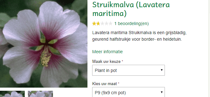 Lavatera maritima kopen