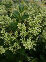 Ligustrum japonicum Korean Dwarf Ligustrum japonicum Korean Dwarf