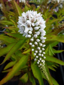 Lysimachia clethroides Lysimachia clethroides