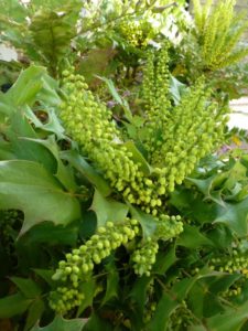 Mahonia media Charity