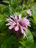 Monarda Croftway Pink