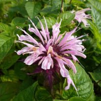 Roze bloeiende planten