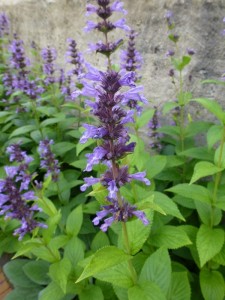 Nepeta Kubanica