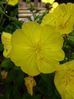 Oenothera fruticosa Fyrverkeri Oenothera fruticosa Fyrverkeri