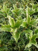 Osmanthus heterophyllus Variegatus