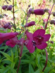 Penstemon Rich Ruby Penstemon Rich Ruby
