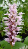 Persicaria bistorta