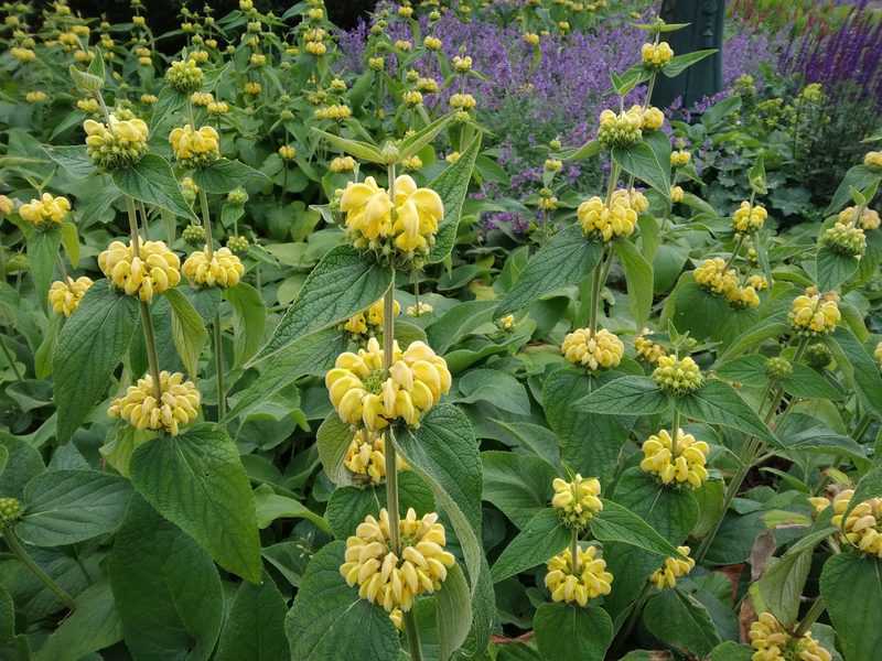 Phlomis russeliana