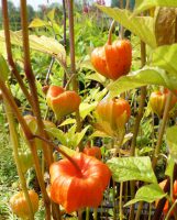 Physalis alkekengi Franchetii Physalis alkekengi Franchetii