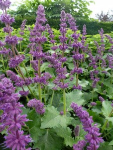 Salvia verticillata Purple Rain Salvia verticillata Purple Rain