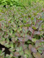 Sedum Matrona