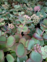 Sedum sieboldii Sedum sieboldii