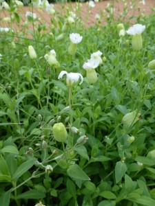 Silene maritima Weiskelchen
