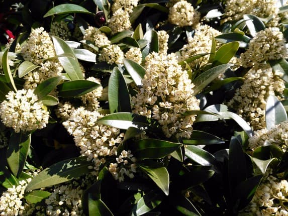 Skimmia confusa Kew Green – Skimmia