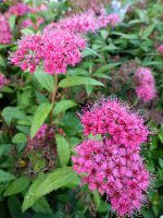 Spiraea Anthony Waterer Spiraea Anthony Waterer