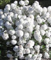 Viburnum Eskimo