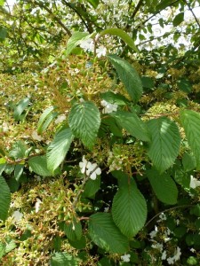 Viburnum plicatum Shoshone