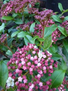 Viburnum tinus Gwenllian Viburnum tinus Gwenllian