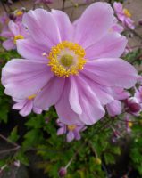 Anemone hyb. Serenade Anemone Serenade