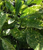 Aucuba japonica Goldstrike