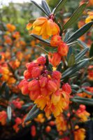 Berberis linearifolia Orange King