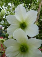 Clematis Early Sensation