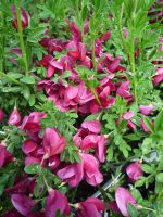 Cytisus Boskoop Ruby Cytisus Boskoop Ruby