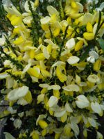 Cytisus scoparius Dukaat
